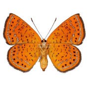 CALEPHELIS RAWSONI